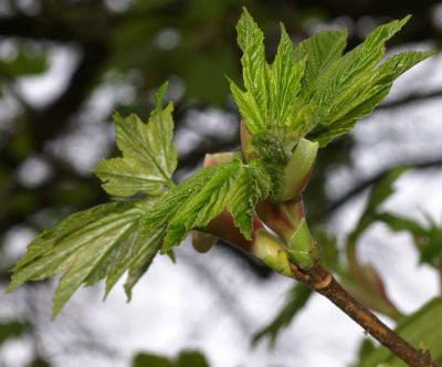 NewLeaves.jpg