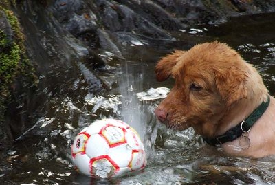 Dog Ball Splash!