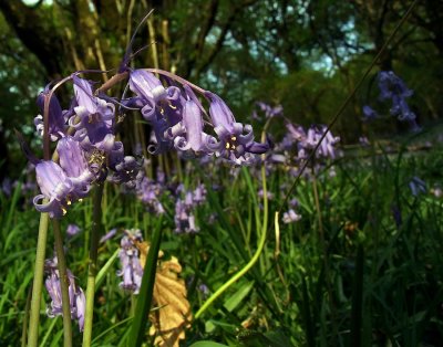 Bluebells Macro Fuji