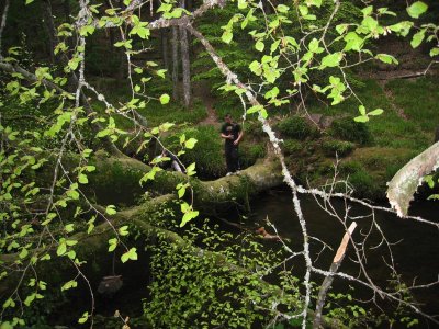 Tree Bridge