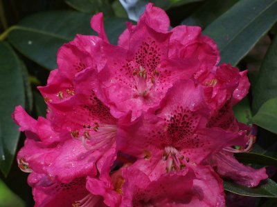 Rhodo Rain Macro .jpg
