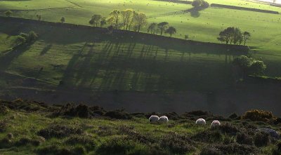 Evening Light  Belstone Common 3