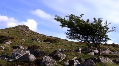 Hawthorn Bush on Belstone Common .jpg