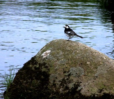Wagtail on a rock