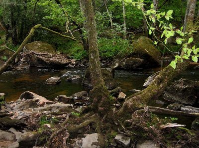 River Teign  Boulders  & Roots