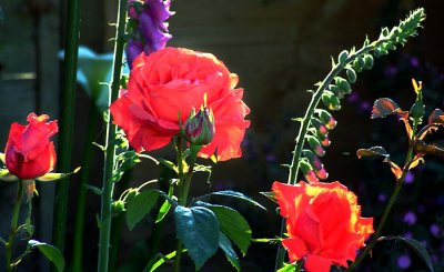 Backlit Flowers