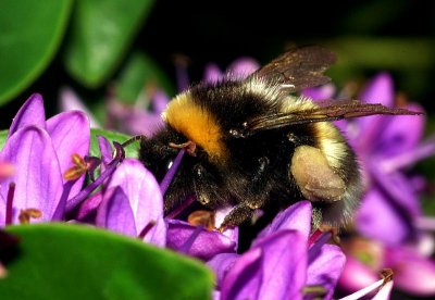 Busy Bee