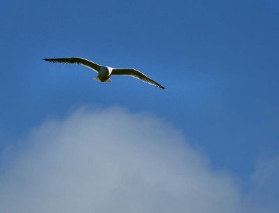 Gull CAF