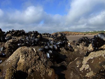 Mussels, Barnacles & Limpets