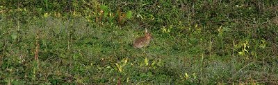 The Rabbit