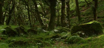 Mossy Boulders in a Dartmoor Valley