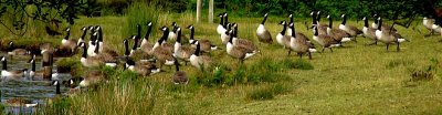 Fernworthy Canada Geese.jpg