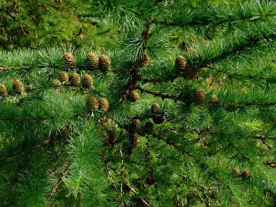Fernworthy Pine Cones.jpg