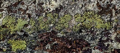 Lichen Moss  Liverworts.jpg
