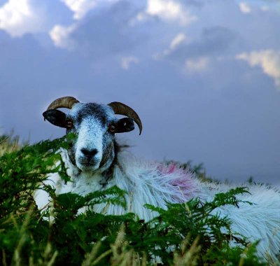 Sheep In The Bracken.jpg