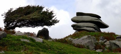 Cheesewring Windwswept.jpg