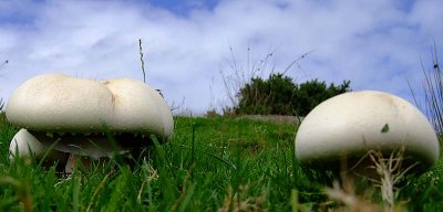 Mushrooms1.jpg