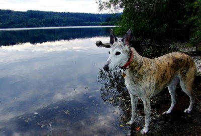 My dog Angel at the lake