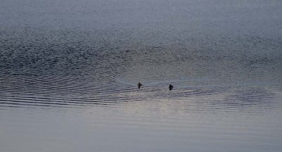 Duck ripples