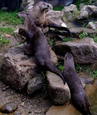 Otters