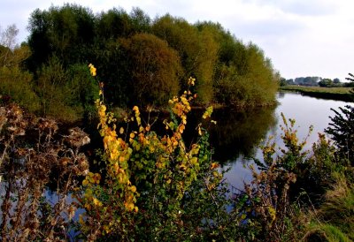 Autumn on The Riverbank