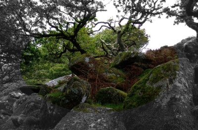 Wistmans Wood - the heart of Dartmoor mystery and legend