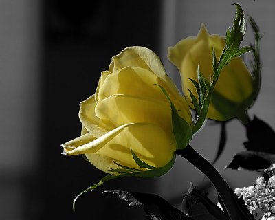 Yellow rose for my Valentine