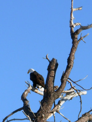 Eagle on Agency Lake