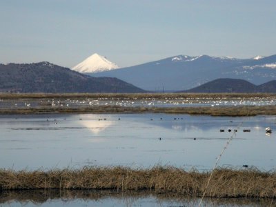 Wetlands and Mt. Shasta