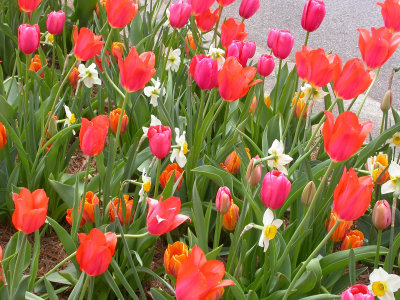 Biltmore Tulips