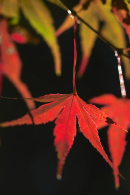 scarlet maple leaves 2