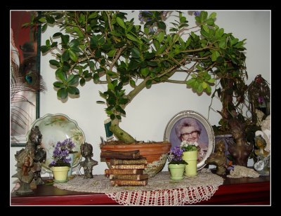 12-02 - Livingroom - Ficus