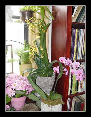 03-03 - Livingroom - Brassia