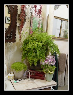 03-03 - Bathroom - Maidenhair & Scotch Moss