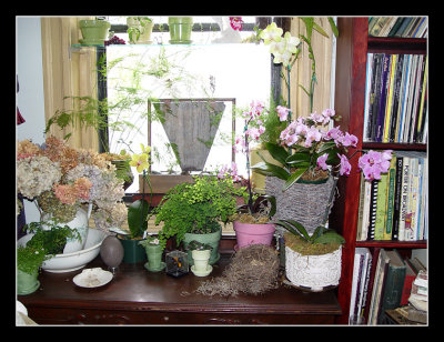 03-03 - Livingroom - Orchids