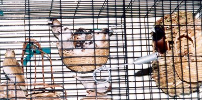 My birds--prior to their new flight cage being built