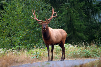 Roosevelt Elk in Redwoods Nat'l Park