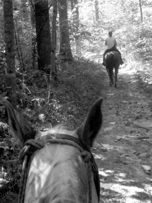 Day Three - Horseback Riding