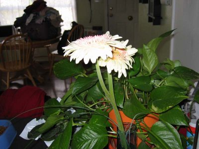IMG_4324.jpg