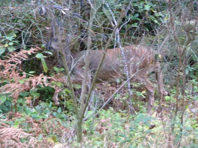 IMG_2336.jpg