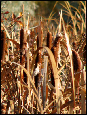 10-06cattails.jpg