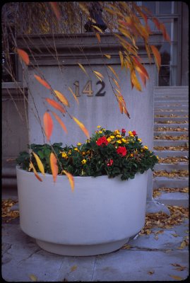 Flowers in front of Memorial Hall MIT.jpg