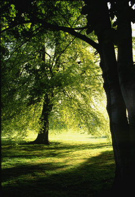 Backlit Trees ( England 1992 )