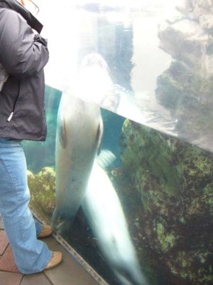 Seals at the New England Aquarium