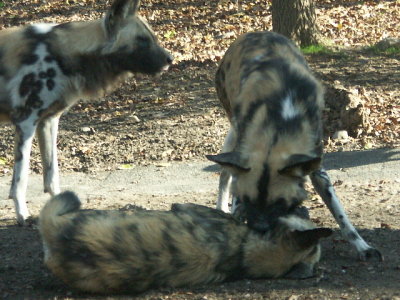 PICT8871.JPG