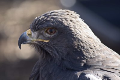 Augur Buzzard