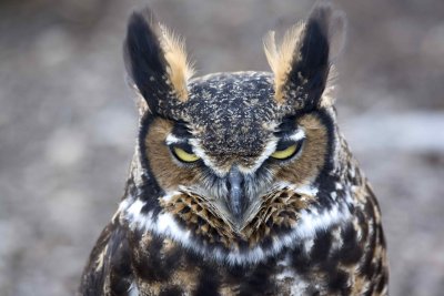 Great Horned Owl