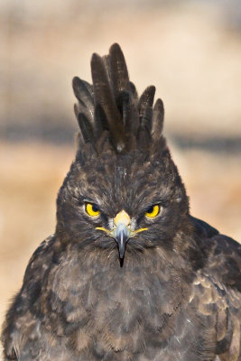 Long-crested Eagle