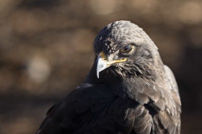 Augur Buzzard