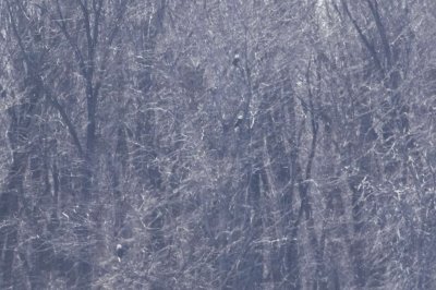 Eagles roosting in trees